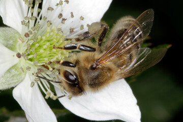 Honigbienen auf der Blüte der Waldbrombeere (Rubus fruticosus L)., Thueringen, Deutschland, Europa