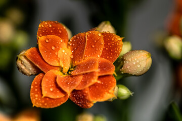 a isolated orange flower among flower buds and covered in raindrops