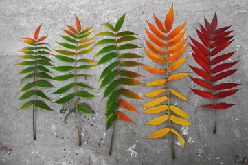 Autumn branch of a decorative sumac tree with colorful foliage.
