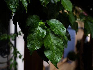 Green Leaves