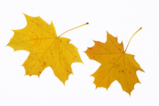 Yellow autumn maple leaves close-up. Isolated over white background.