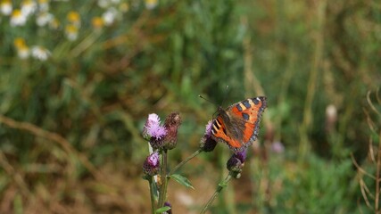 Aglais urticae on a burdock flower.