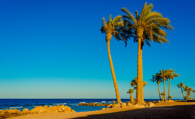 
palm trees on the beach at sunset in Sahl Hasheesh, Hurghada, Egypt