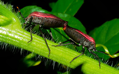 Red Beetles Mating on Stem of Green Plant 