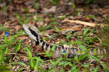 Sydney Australia, water dragon in garden soaking up the summer sunshine