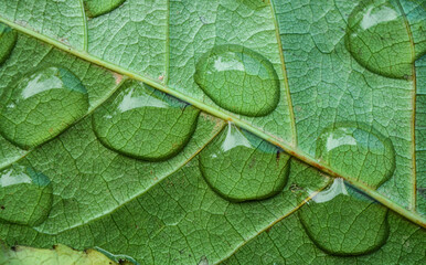 green leaf with water drops