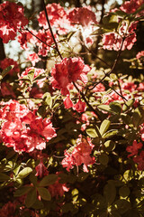 Closeup of beautiful red rhododendron flowers bloom bush in sunlight. Summer floral foliage composition