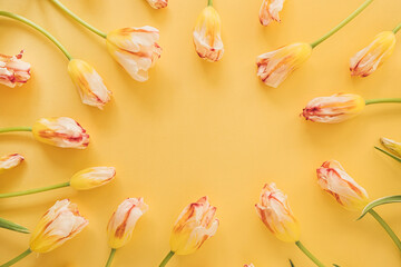 Round frame made of yellow tulip flowers on yellow background. Flat lay, top view festive holiday celebration. Copy space mockup