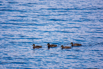 ducks in the water