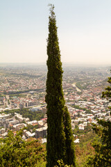View from Mount Mtatsminda on a single cypress tree against the background of the central districts of Tbilisi