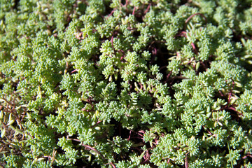 Photo from the plant backgrounds series # 2.