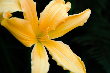 Fototapeta na wymiar Bright yellow lily flower with black ground