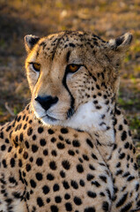 Portrait of a Cheetah resting