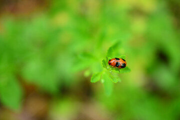 Lady bug sitting on top of a grass leaf