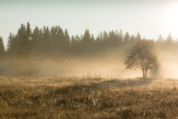 Obraz na płótnie Canvas Lonely tree in the morning autumn fog.