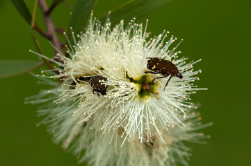 Sydney Australia, closeup of melaleuca salicina or white bottle brush flower with two insects