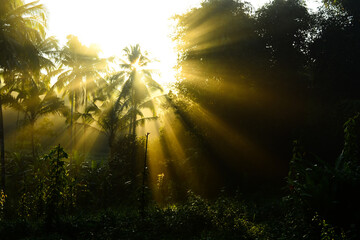Obraz premium Morning Sun Rays Falling Through Mist.