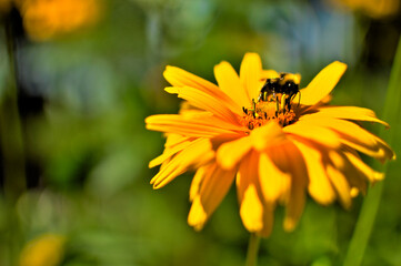 Fototapeta Pszczoła chodząca po żółtym kwiecie obraz