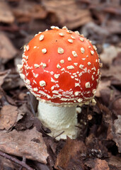 Fly agaric mushroom on the forest floor close - up view