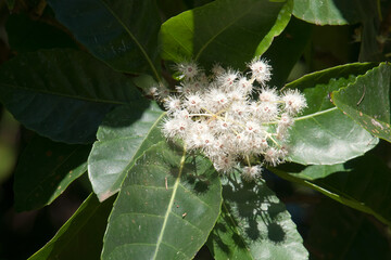 Sydney Australia, Pullea stutzeri or Hard Alder tree from the tropical rainforest of Queensland