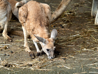 アカカンガルー