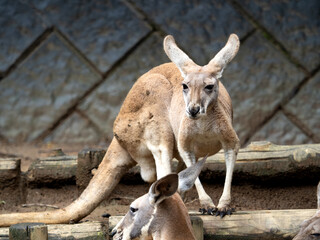 アカカンガルー