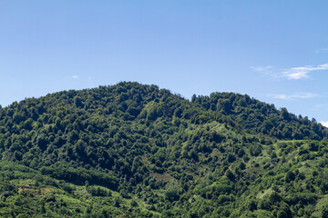 Hills covered with green forest and cloudless blue sky