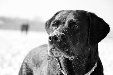 Portrait of dog. Purebred labrador on the beach outdoors. Animal as a friend of people. Close up. 