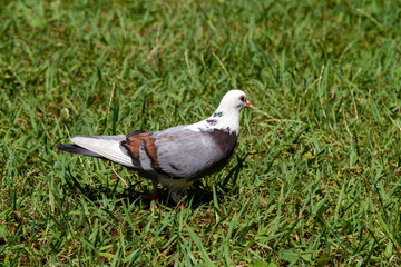 White-gray-brown three-colored dove on the grass
