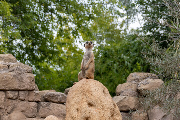 meerkat