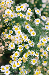 Daisies in a field