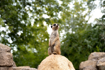 meerkat