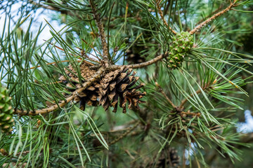 Naklejka na ściany i meble Old and young cones on a pine branch. Selective focus.