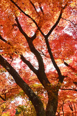 透過光で輝く朱色の紅葉と立派な木