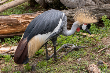 crane © Shinobi