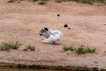 pigeon