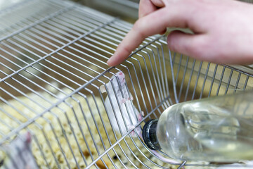 White laboratory mice sit in a cage