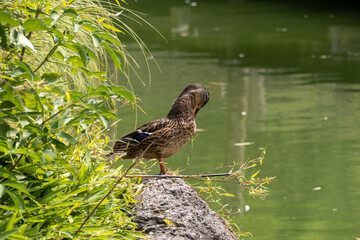 duck