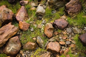 Little white flowers growing on the ground near some stones (Peio, Trentino, Italy, Europe)