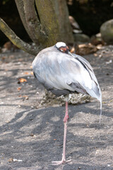 Fototapeta premium stork