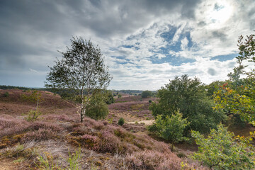 Posbank Netherlands the heather in beautiful colours and sunset.