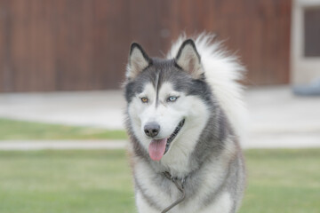 Very cute siberian husky dog in a summer day closeup. Selective focus