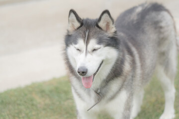 Very cute siberian husky dog in a summer day closeup. Selective focus