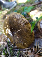 One unidentified brown mushroom on the ground