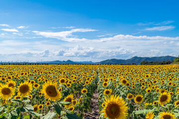 Obraz premium ひまわり畑