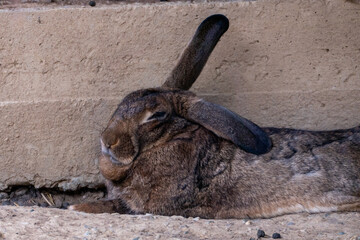 rabbit