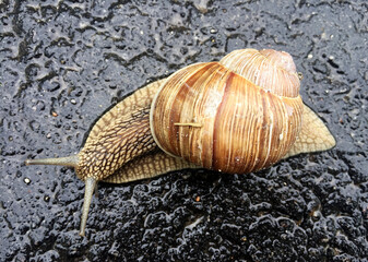 Small garden snail in shell crawling on wet road, slug hurry home