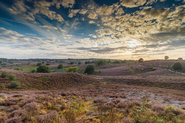 Posbank Netherlands the heather in beautiful colours and sunset.