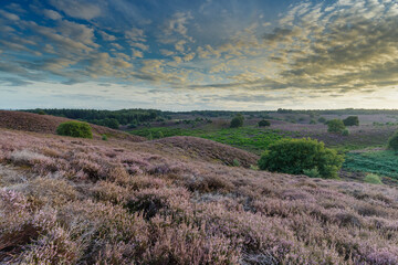 Posbank Netherlands the heather in beautiful colours and sunset.