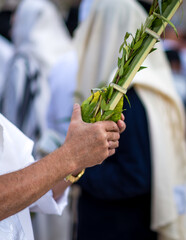 Close up of Orthodox Jewish man's hands holding the Four Species (lulav, hadass, aravah and...